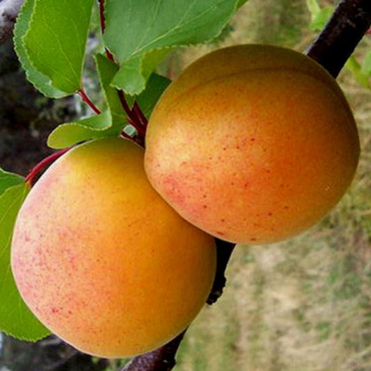 Apricot - Casino