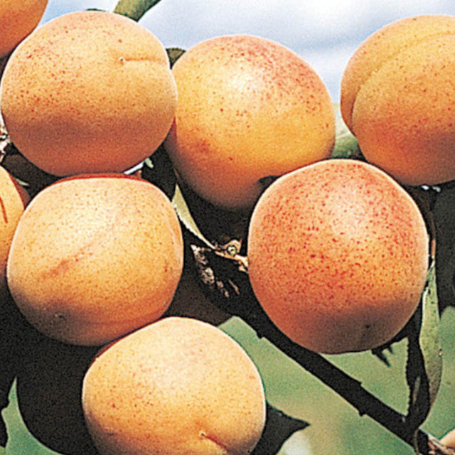 Apricot - Manchurian Strain