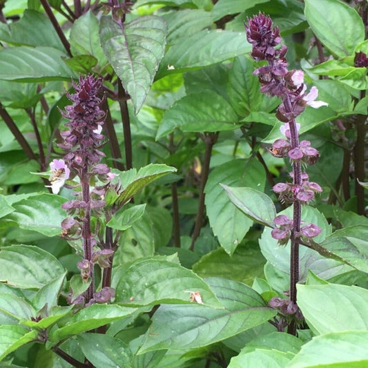 Basil - Cinnamon (Thai)