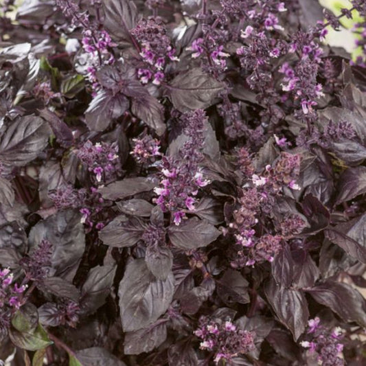 Basil - Red Rubin