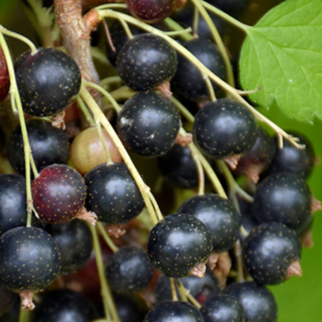 Currant - Ben Nevis