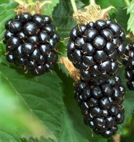 Blackberry - Balsor Hardy
