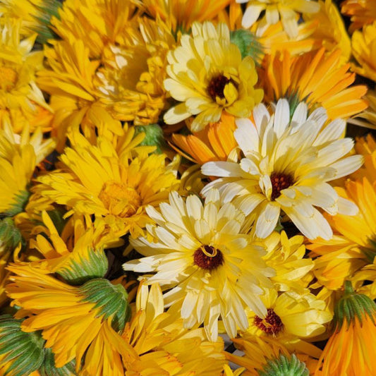 Calendula - Mixed