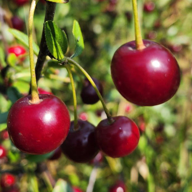 Cherry - Sweet Thing