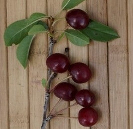 D'ArtagnanCherry