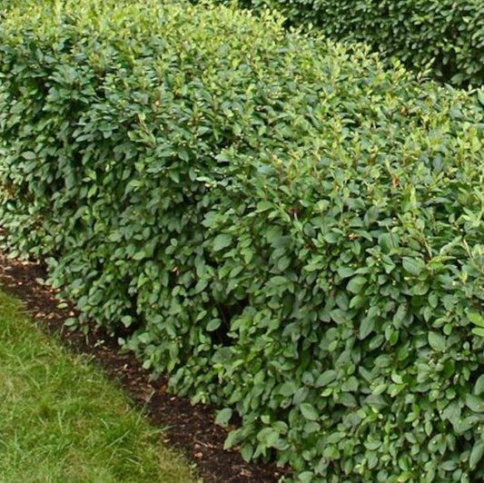 Hedge Cotoneaster