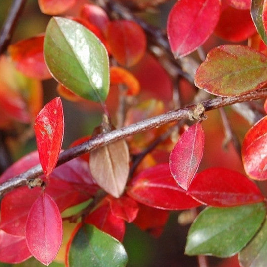 Hedge Cotoneaster