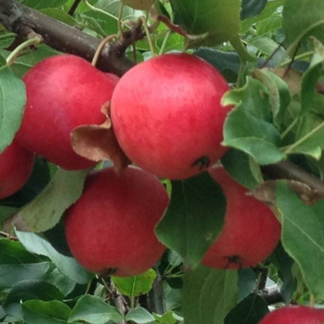 Crabapple - Kerr