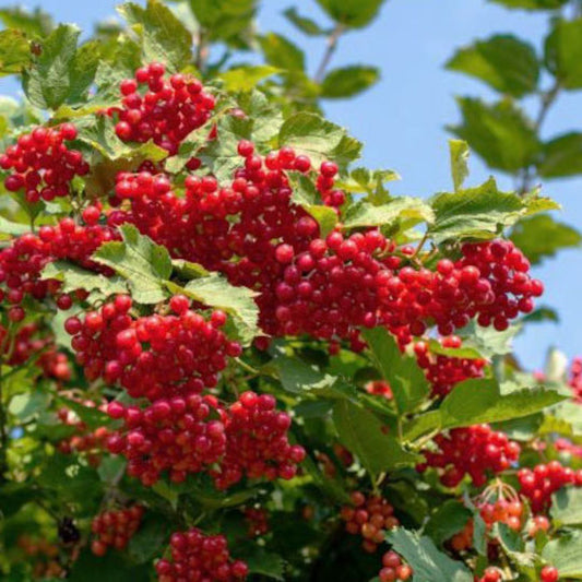 Cranberry - Compact American