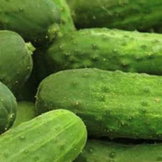 Cucumber - National Pickling