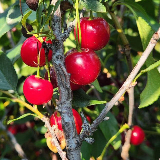 Cherry - Cupid