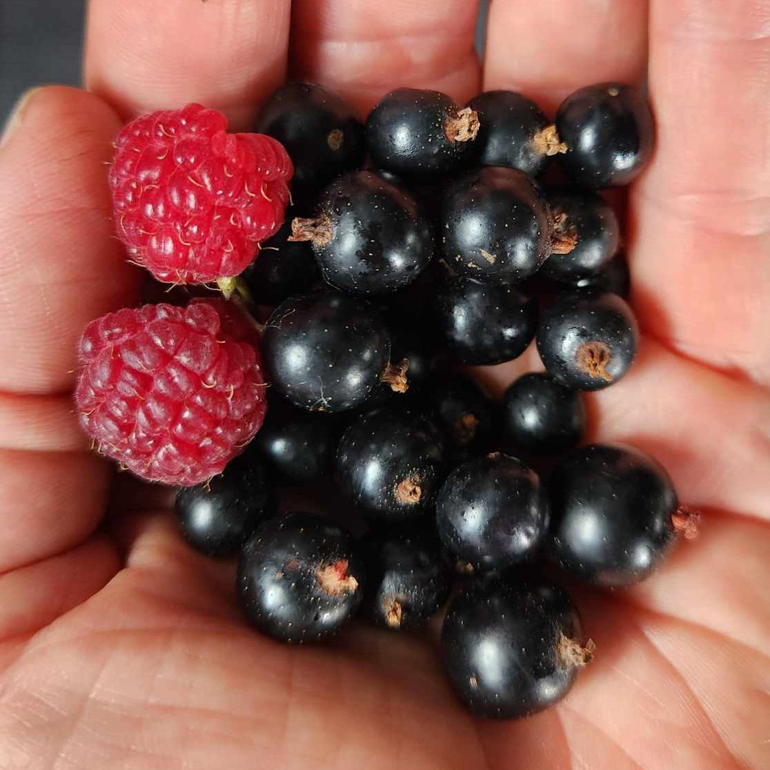Currant - Ben Connan