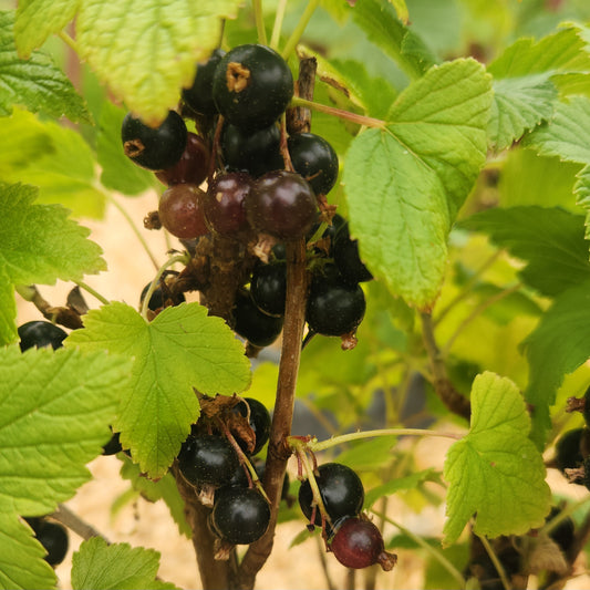 Ben Connan Black Currant