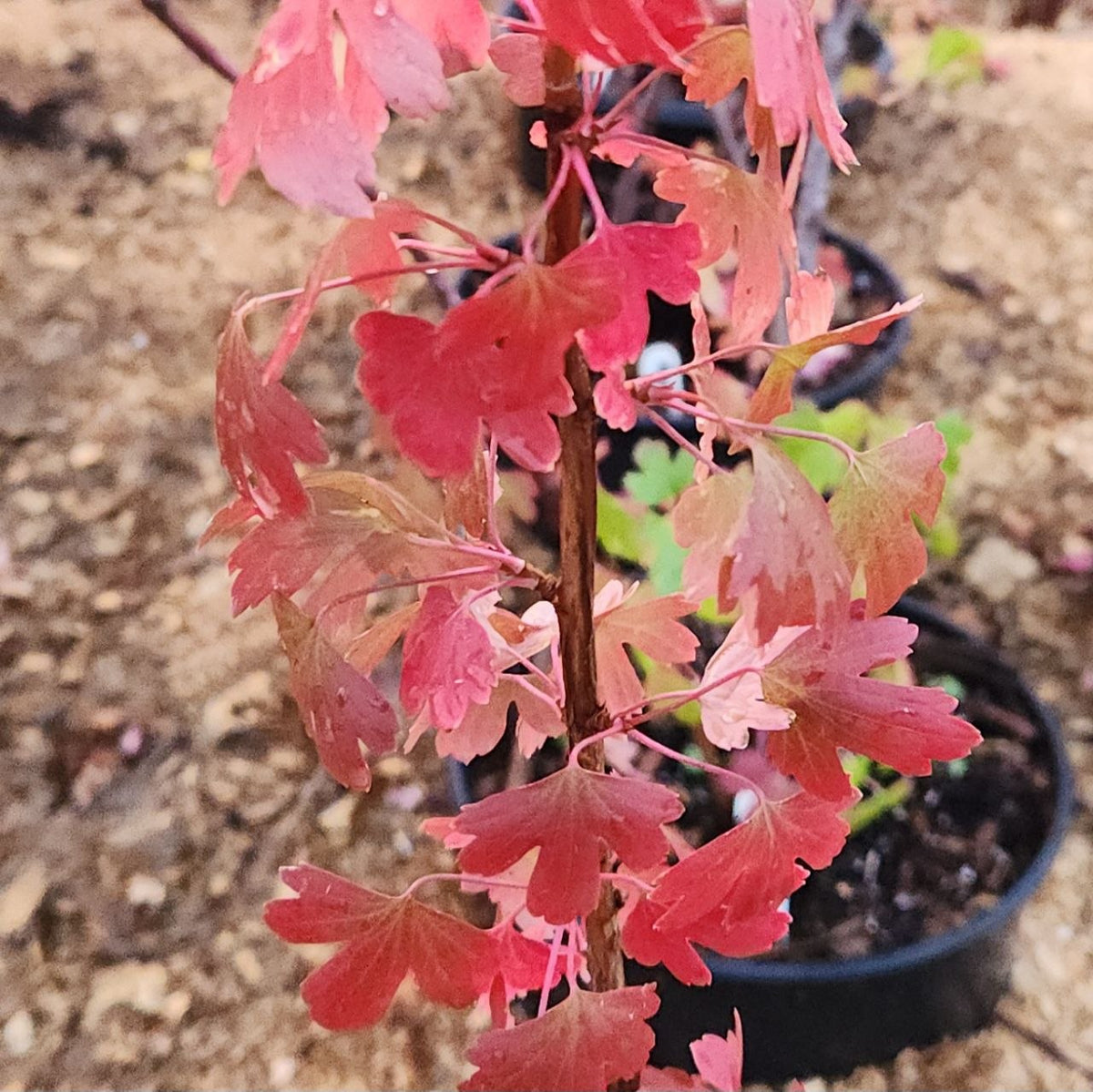 Currant - Golden