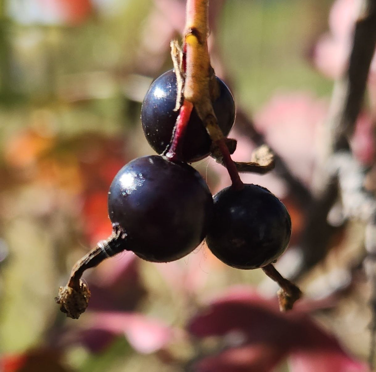 Currant - Golden