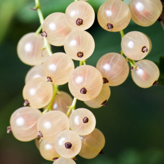 Currant - White
