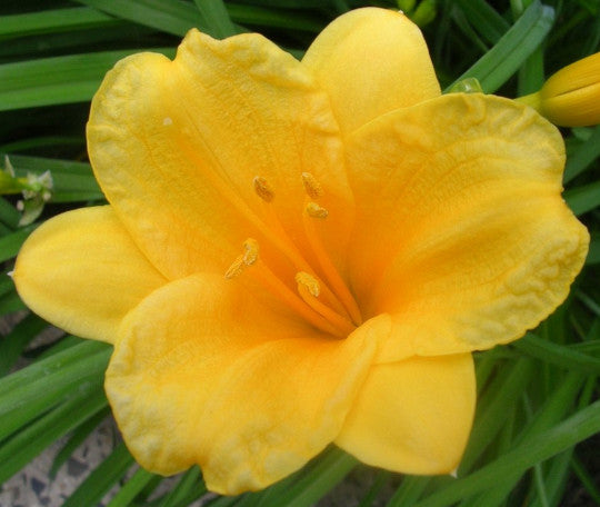 Daylily - Stella D'Oro