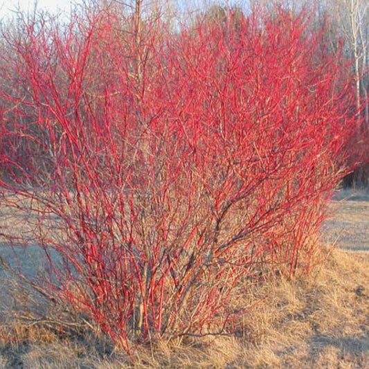 Red Osier Dogwood