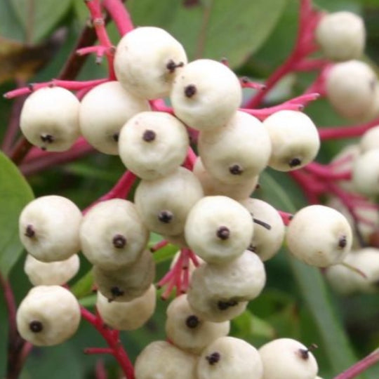 Red Osier Dogwood