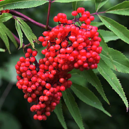 Elderberry - Red