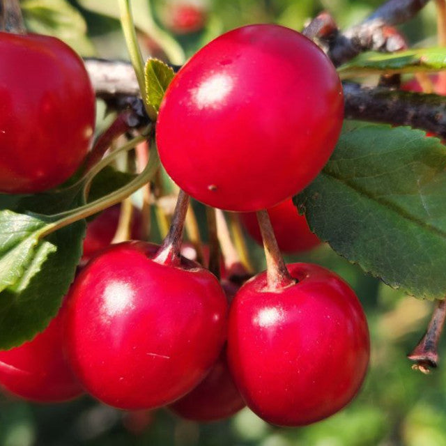 Cherry - Evans