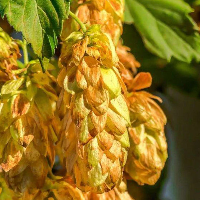Hops - Golden