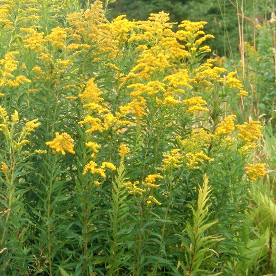Goldenrod