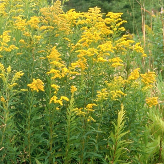 Goldenrod