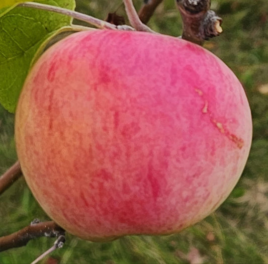 Apple - Goodland