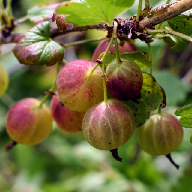 Gooseberry - Easy Pickings