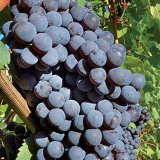 Grape - Beta