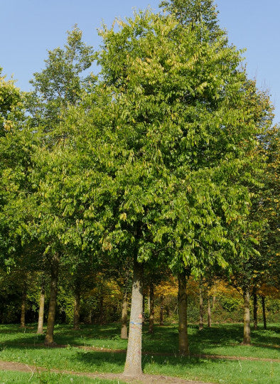 Hackberry - Delta
