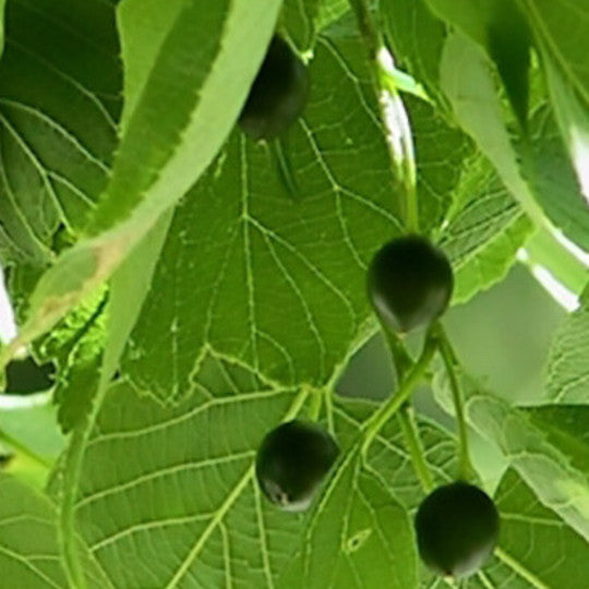 Hackberry - Delta