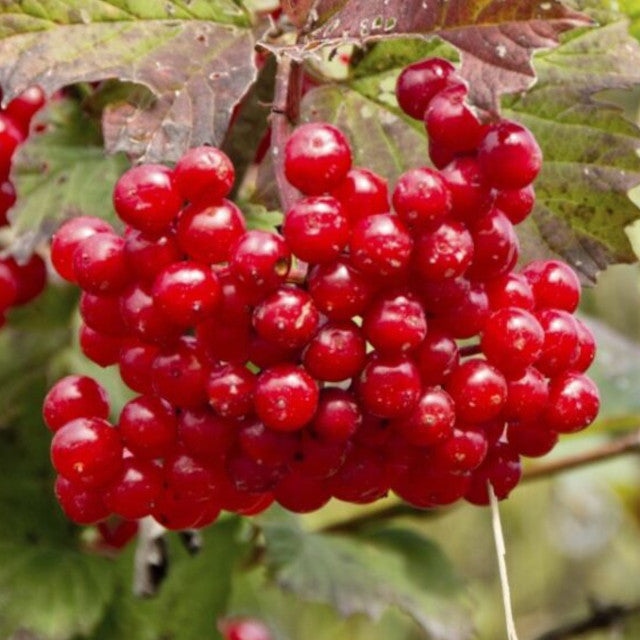 Cranberry - Highbush