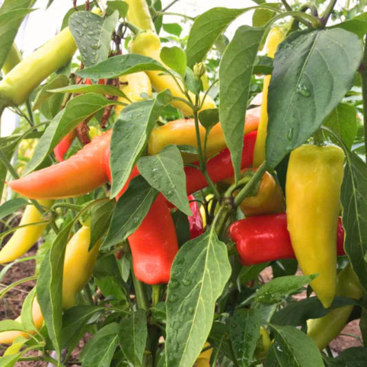Sweet Pepper - Hungarian Yellow Wax