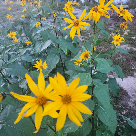 Jerusalem Artichoke/Sunchoke