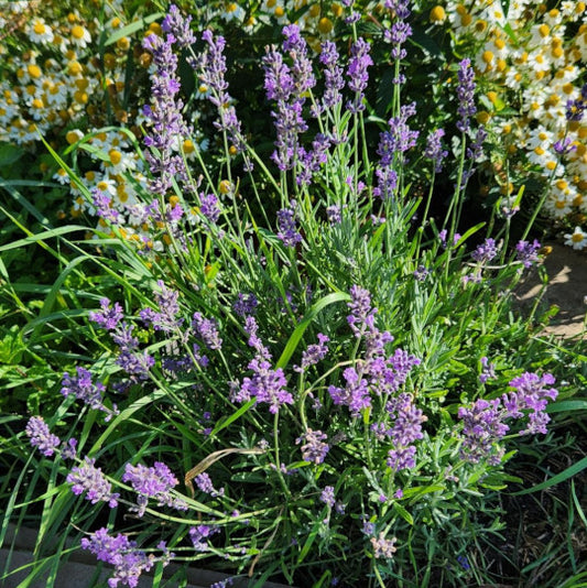 Lavender - English (Munstead)