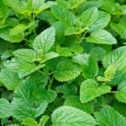 Lemon Balm