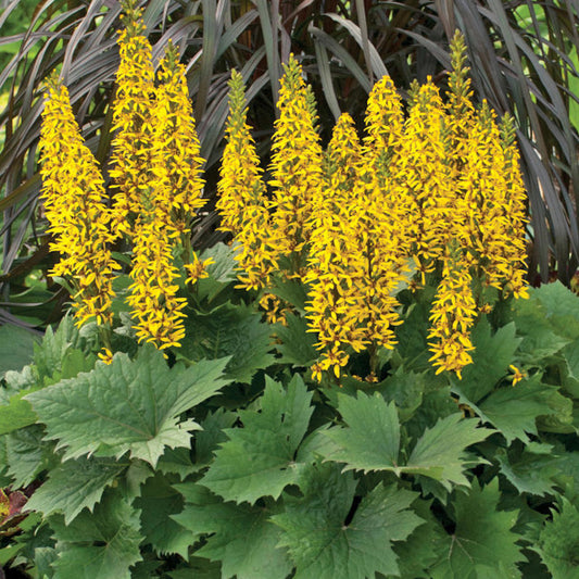 Ligularia - Little Rocket