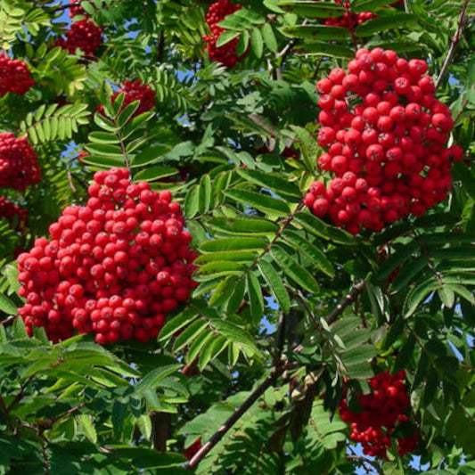 Mountain Ash - Showy