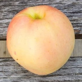 Apple - Norkent