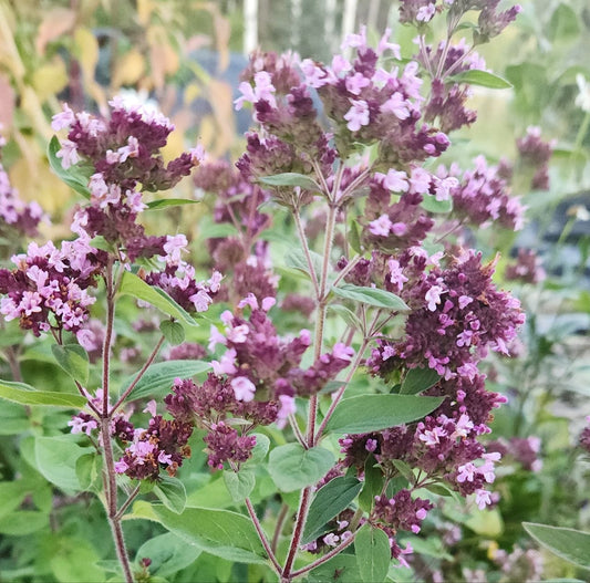 Oregano - Italian