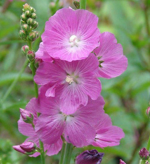 Party Girl Prairie Mallow