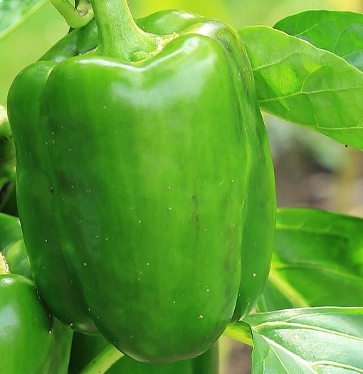 Sweet Pepper - California Wonder