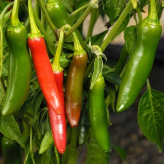 Hot Pepper - Serrano