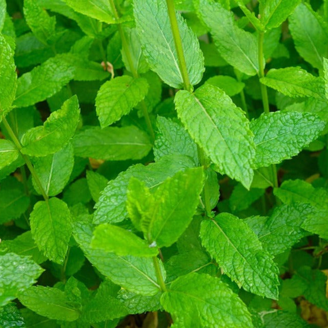 Mint - Peppermint