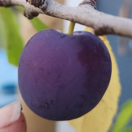 Plum - Mount Royal