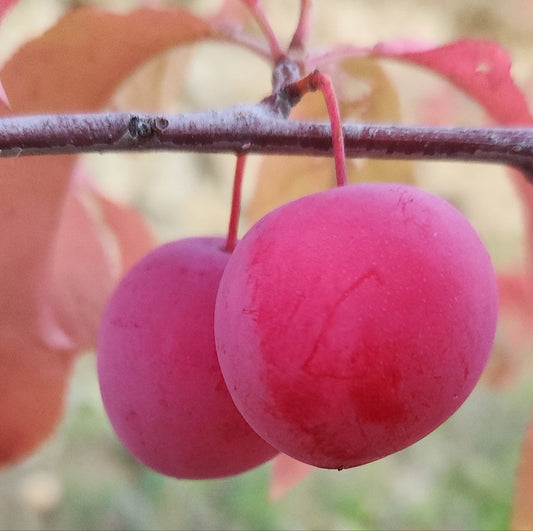 Plum - Pembina Hybrid