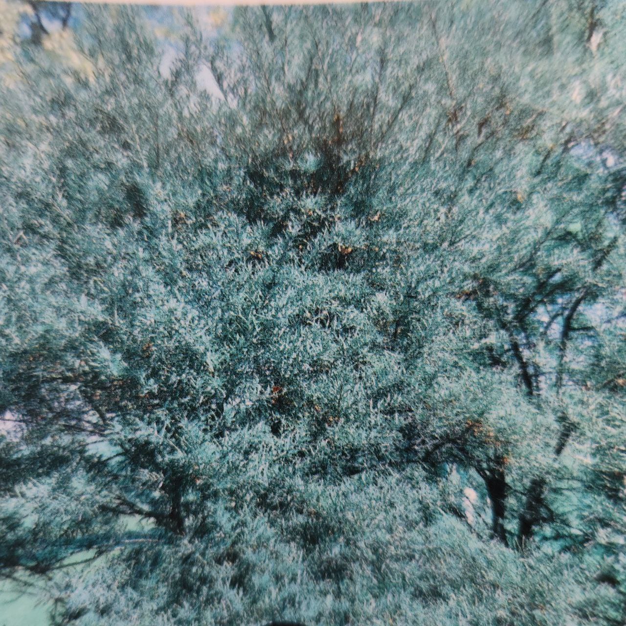 Sea Buckthorn - Pollmix