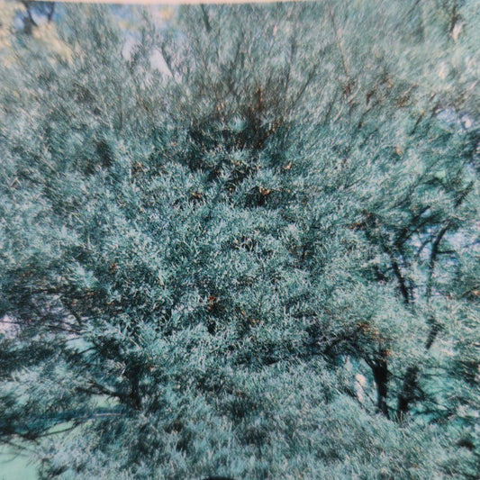 Sea Buckthorn - Pollmix